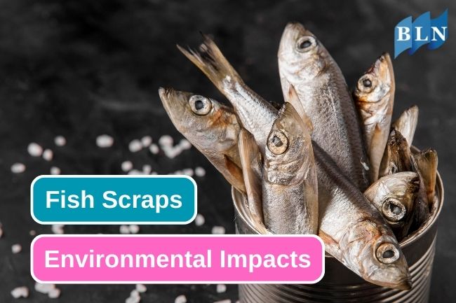 4 Fish Scraps Effects On Environment